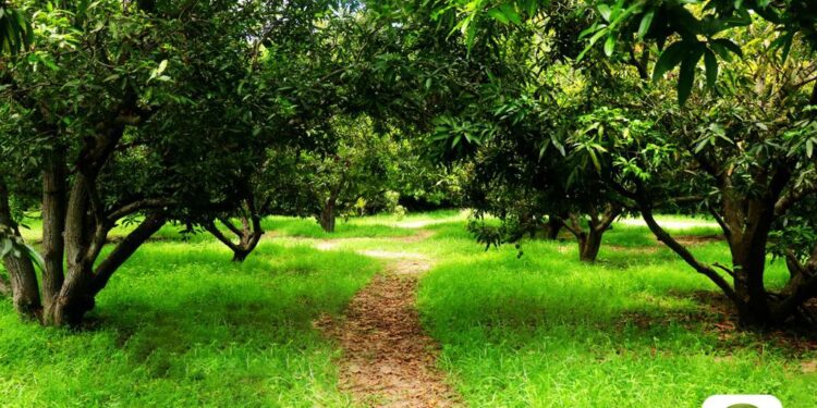 Getfarms: Trailblazing Agriculture Transformation and Unveiling Exciting Greener Tomorrow